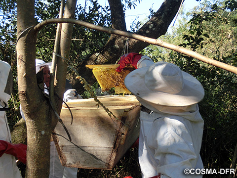 住民の生計向上に資するための養蜂活動の導入（写真提供：COSMA-DFR）