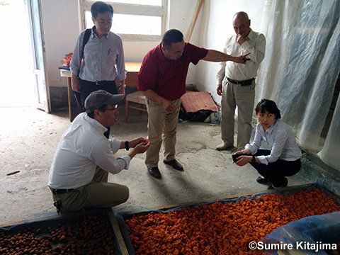 バトケン州での杏加工場を視察する小川チーフアドバイザー、原口専門家。（写真提供：北島すみれ）