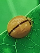 【画像】