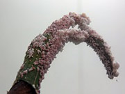【画像】