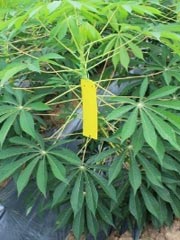 【画像】