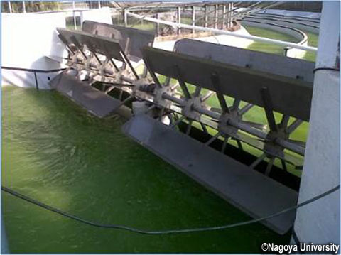 エテクイニ市藻培養池（写真提供：名古屋大学）