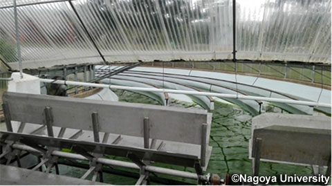 エテクイニ市藻培養池（写真提供：名古屋大学）