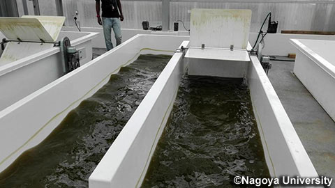 ダーバン工科大学藻培養池(写真提供:名古屋大学)
