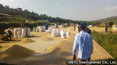 農業協同組合の乾燥場での籾の乾燥作業（写真提供：NTCインターナショナル）