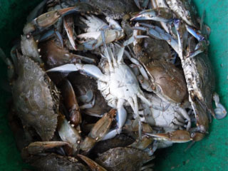 ブルークラブ（Callinectes sapidus）