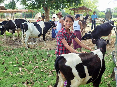 接種会場に集まる牛たち