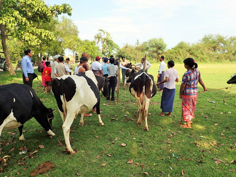 接種会場、列に並ぶ牛たち