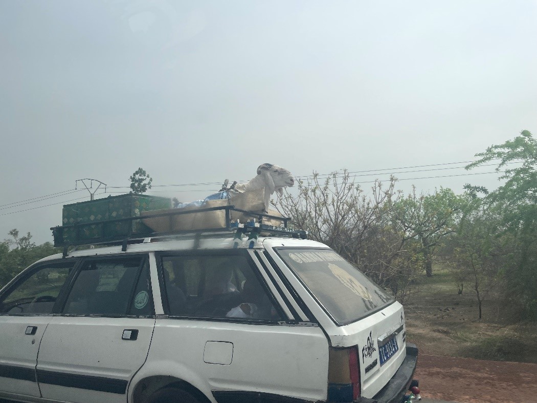羊が自家用車で運ばれている様子
