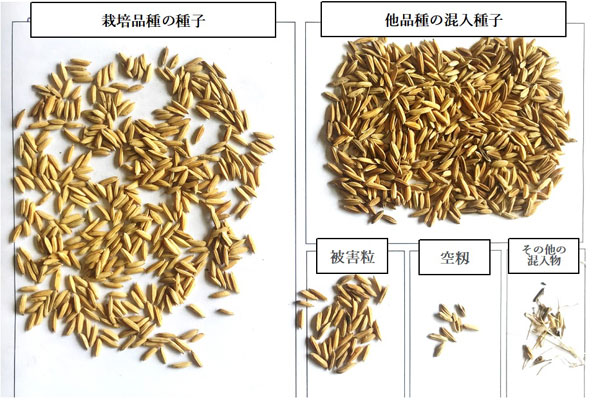 一般農家の利用している種子を栽培品種の種子と混入物等に分類した様子（栽培品種の種子は全体の半分程度。残りの半分近くは混入物である。）