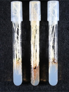 葯の培養から得られた雑種第二世代のカルス培養による植物の開発（北海道大学）。 （C）カルスから再生されたアルビノ植物体