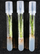 葯の培養から得られた雑種第二世代のカルス培養による植物の開発（北海道大学）。 （D）カルスから再生された正常な植物体