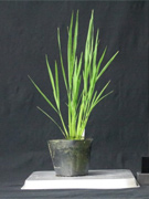 葯の培養から得られた雑種第二世代のカルス培養による植物の開発（北海道大学）。 （E）室内で育てられた葯培養由来の植物体