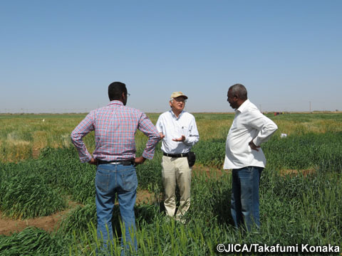 ワドメダニの圃場にてプロジェクトの進捗を確認する日本およびスーダンのプロジェクトリーダー（写真提供：小中隆文）