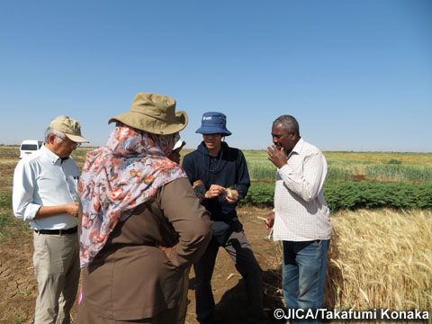 ワドメダニの圃場にて収穫間近の麦の種子に関する問題を協議する専門家とカウンターパート（写真提供：小中隆文）