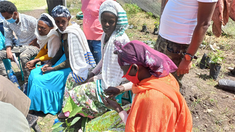 アボカドの接ぎ木を実践する修参加者の女性