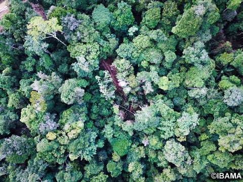 熱帯林の中に作られた違法伐採のための道（写真提供：IBAMA）