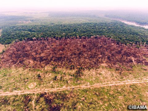 伐採、燃やされたアマゾン熱帯雨林のドローン画像（写真提供：IBAMA）