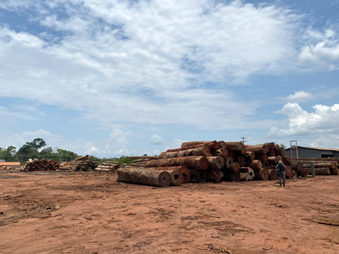 違法伐採が摘発、回収された木材
