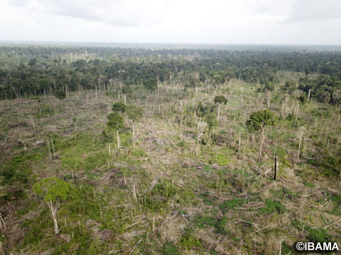 伐採されたアマゾン熱帯雨林のドローン画像（写真提供：IBAMA）