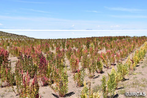 ウユニ塩湖を臨む過酷環境下で栽培されるキヌア（写真提供：国際農林水産業研究センター（JIRCAS））