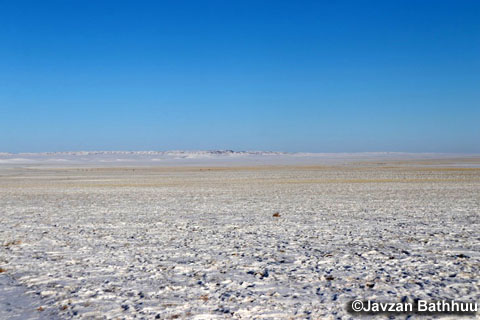 雪の下に確認されるクロリスの群生（写真提供：モンゴル国立大学応用理工学部　J.バトフー教授）