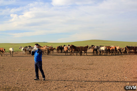 研究用の採血のため遊牧民の馬を集めている風景（写真提供：モンゴル生命科学大学獣医学研究所、以下IVM）