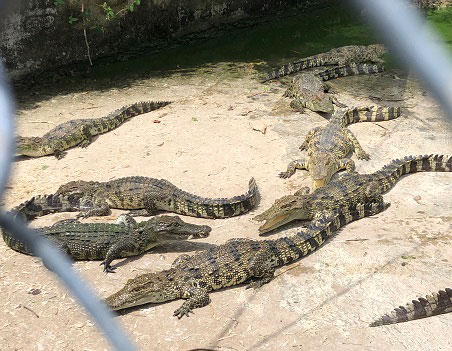 ソクチャン省のバナメイエビ養殖農家で副産物として飼育されるワニ（皮革利用が目的）