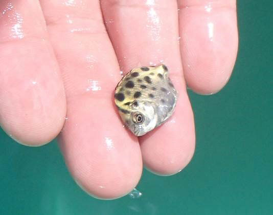 クロホシマンジュウダイの稚魚
