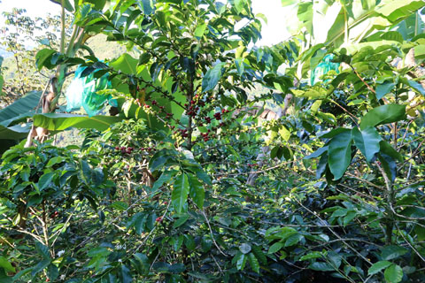 生産者組合員のコーヒーの木
