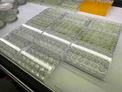 Aseptic duckweed culture collections