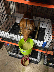 Trial to feed chicken with duckweed mixed feeds