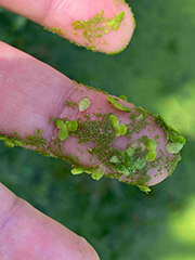 Observation of natural symbiosis of two different duckweed species in a pond