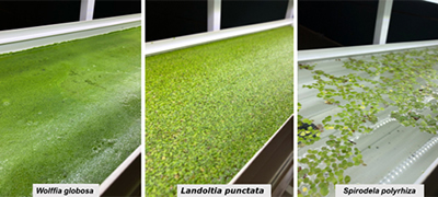 Wolffia globosa : Landoltia punctata : Spirodela polyrhiza Three different Duckweeds in the exhibition