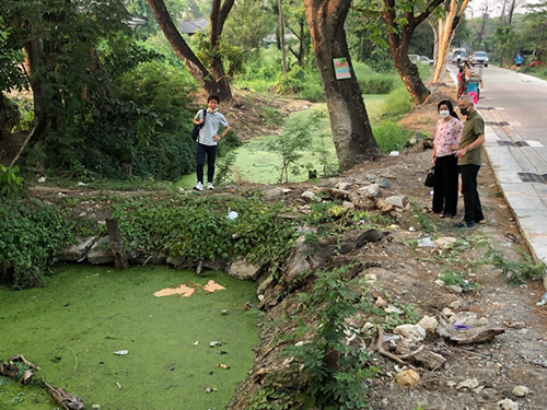 Duckweed growing in a pond in KU campus