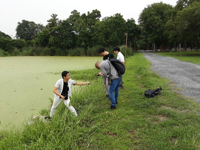 アユタヤ県でのウキクサ採取