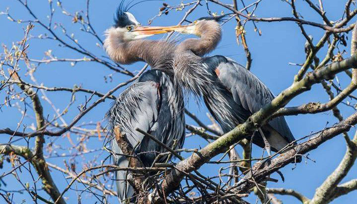 観察されたアオサギ（Ardea cinerea）