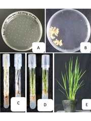 Development of plants via callus culture of F2 genotypes through anther culture. (A) Anthers on callus induction media, (B) Callus formation, (C) Albino plantlets regenerated from calli, (D) Green plantlets regenerated from calli, (E) Anther derived plant growing in green house.
