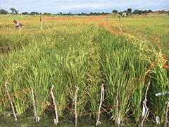 DH lines at flowering stage