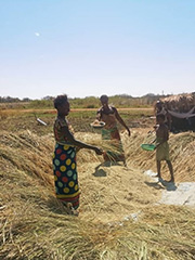 Farmers who received rice cultivation training threshing harvested rice