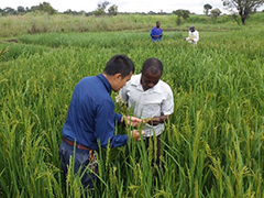 MOReDeP Japanese experts and ZARI's researchers at the experimental field
