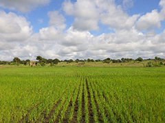 Seed production field at the research station