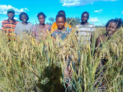 Rice farmers from Katuta camp, Mwense district, Luapula province