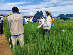 Field study at the experimental fields