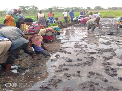 Practical-Farmers preparing a paddy field