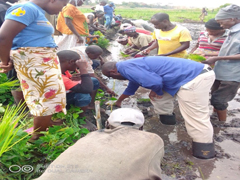 Practical-transplanting seedlings