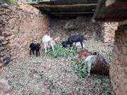ヤギ小屋の中の様子