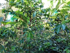 Coffee trees grown by association members