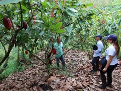 Visiting cacao trees grown by association members