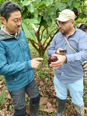 Visiting association members' farms (increasing individual cocoa production is also a challenge)